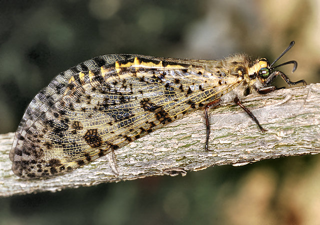 Chlorophorus trifasciatus e Distoleon tetragrammicus