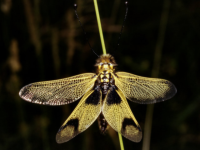 Libelloides macaronius