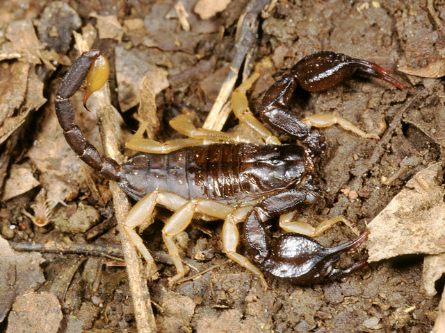 Scorpioni cattivi, buoni e volanti (Panorpa)