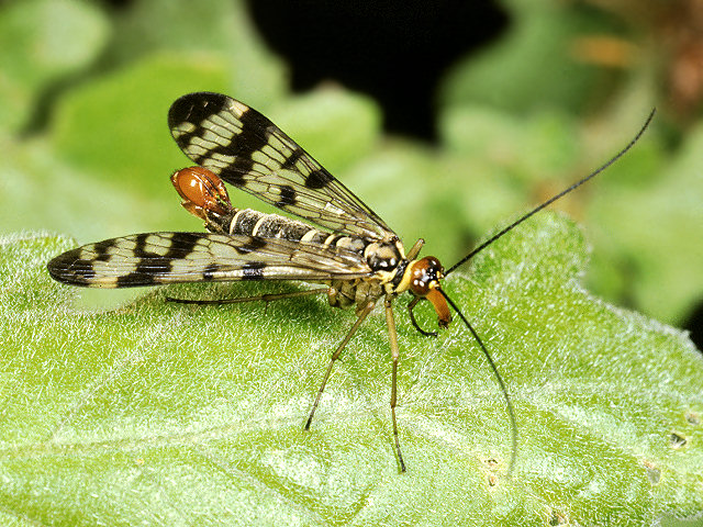 Scorpioni cattivi, buoni e volanti (Panorpa)