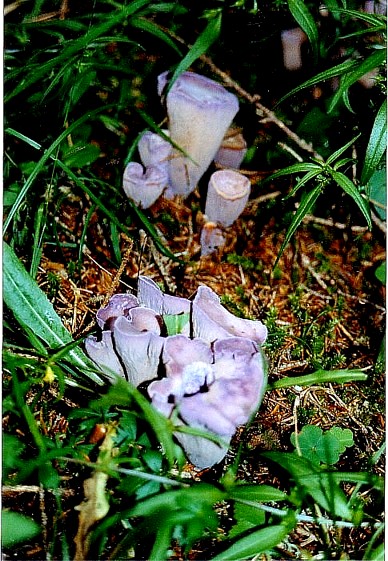 un p� di tempo f� !