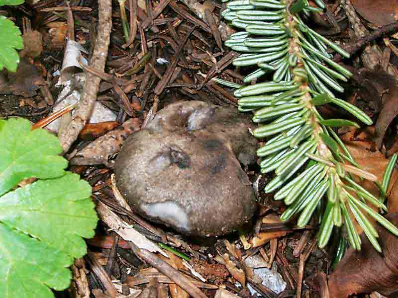 Hygrophorus marzuolus