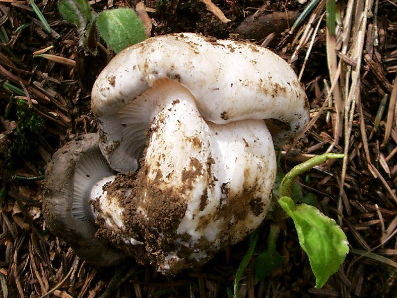 Hygrophorus marzuolus