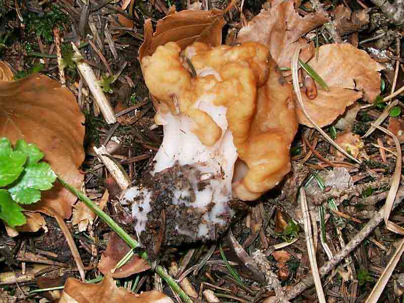 Gyromitra gigas