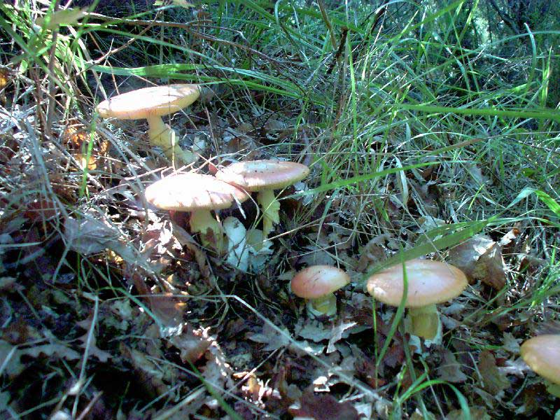 Amanita caesarea