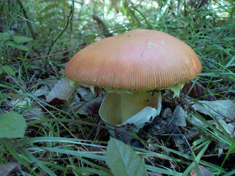 Amanita caesarea