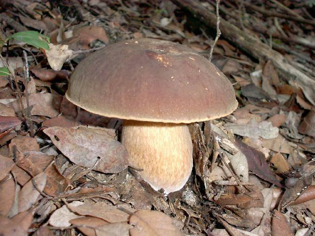 Boletus aereus