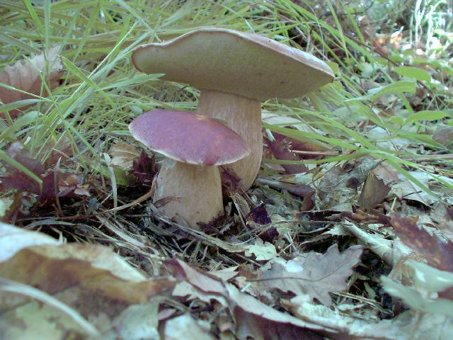 Boletus aereus