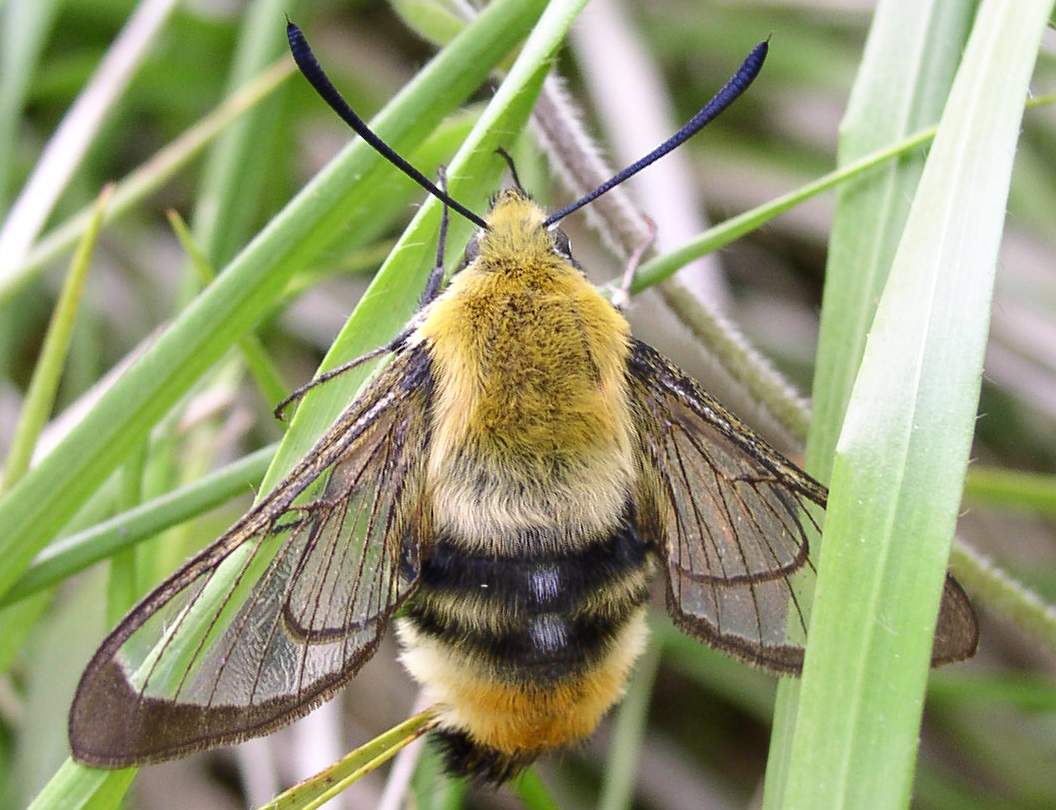 Hemaris tityus