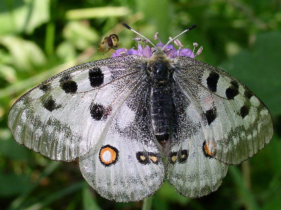 Parnassius apollo