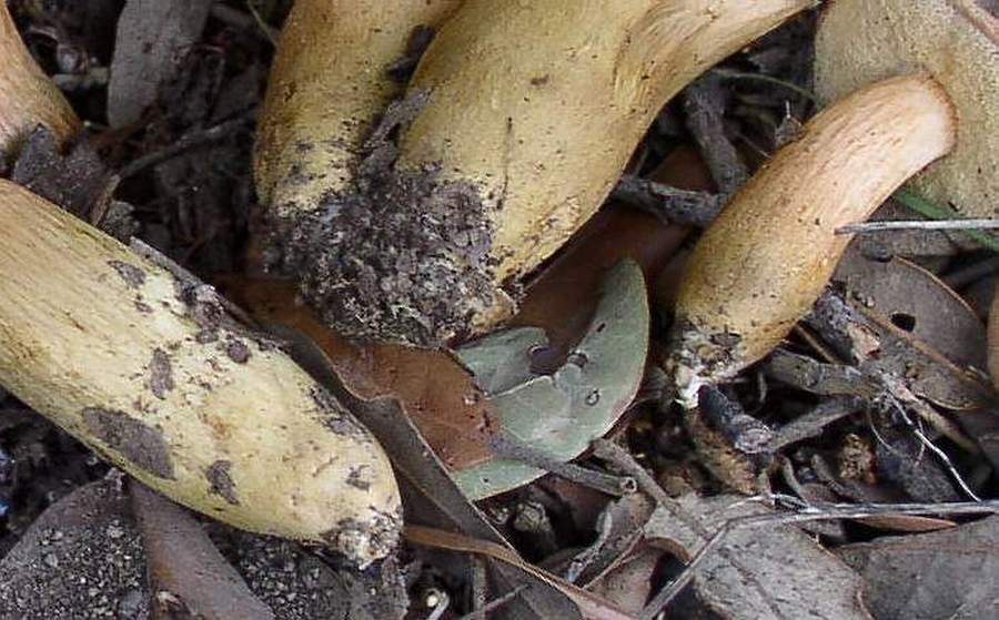 Xerocomus moravicus