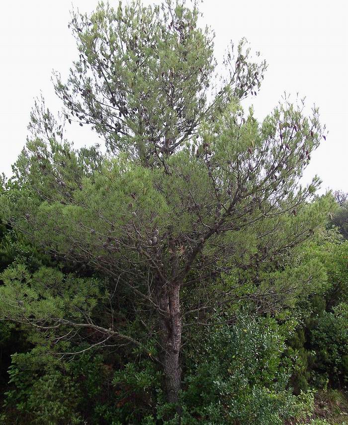 Tabella sperimentale  genere Pinus