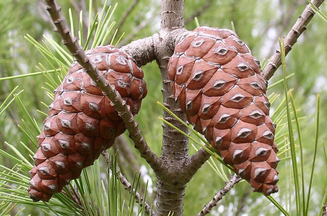 Tabella sperimentale  genere Pinus