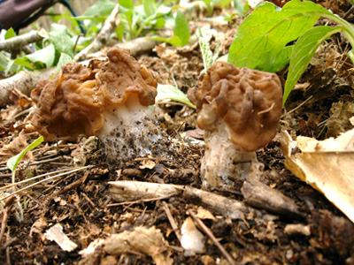 Gyromitra