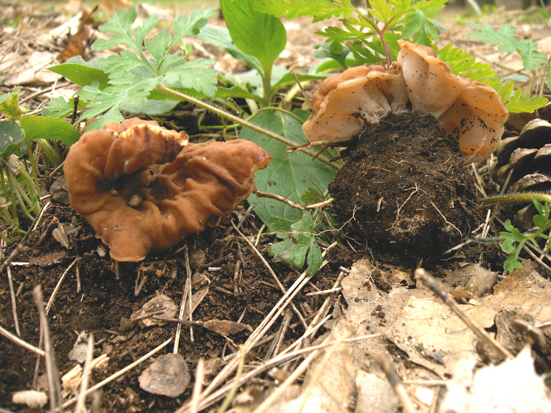 Gyromitra