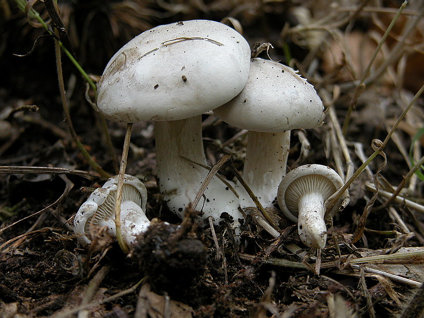 Clitopilus prunulus