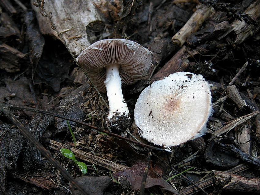 Agaricus senotus s.l.
