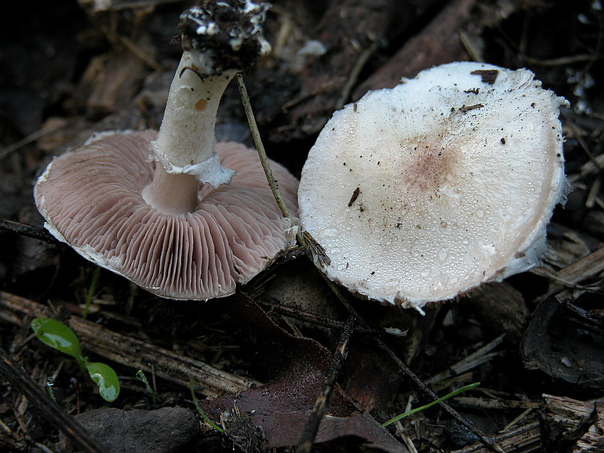 Agaricus senotus s.l.