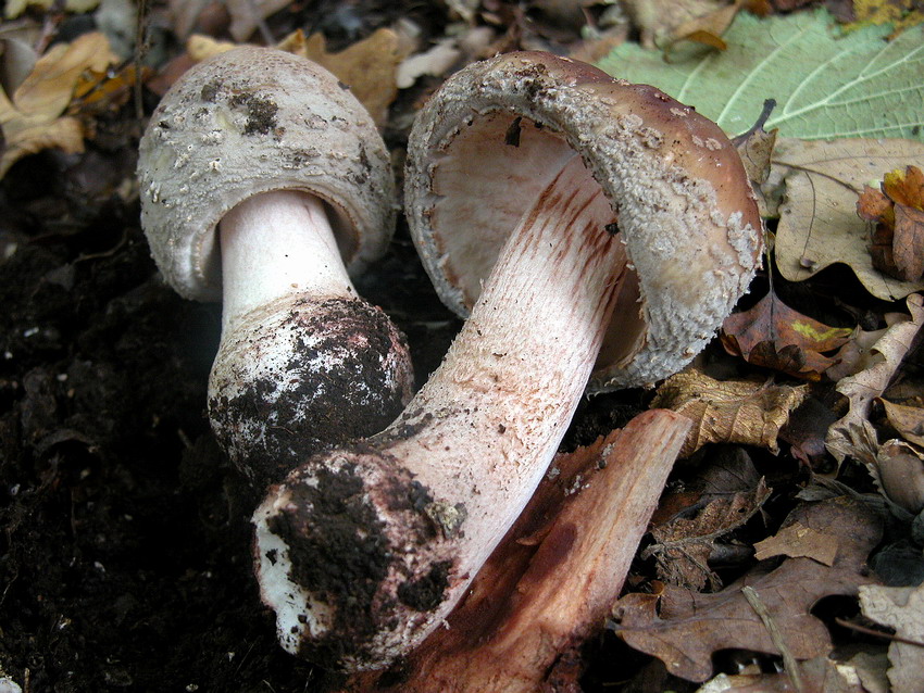 I tanti aspetti della Amanita rubescens