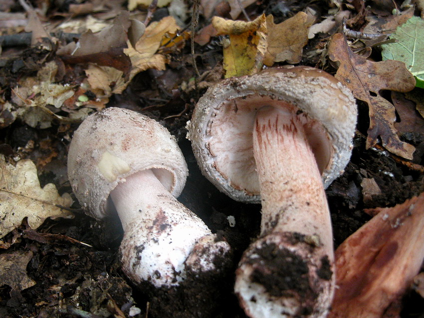 I tanti aspetti della Amanita rubescens