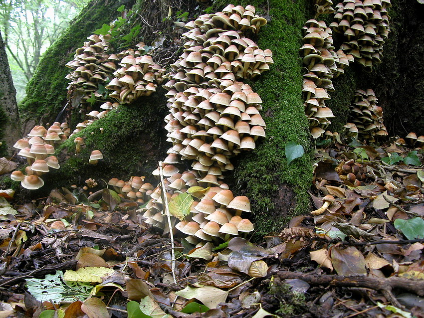Hypholoma fasciculare. Tossico.