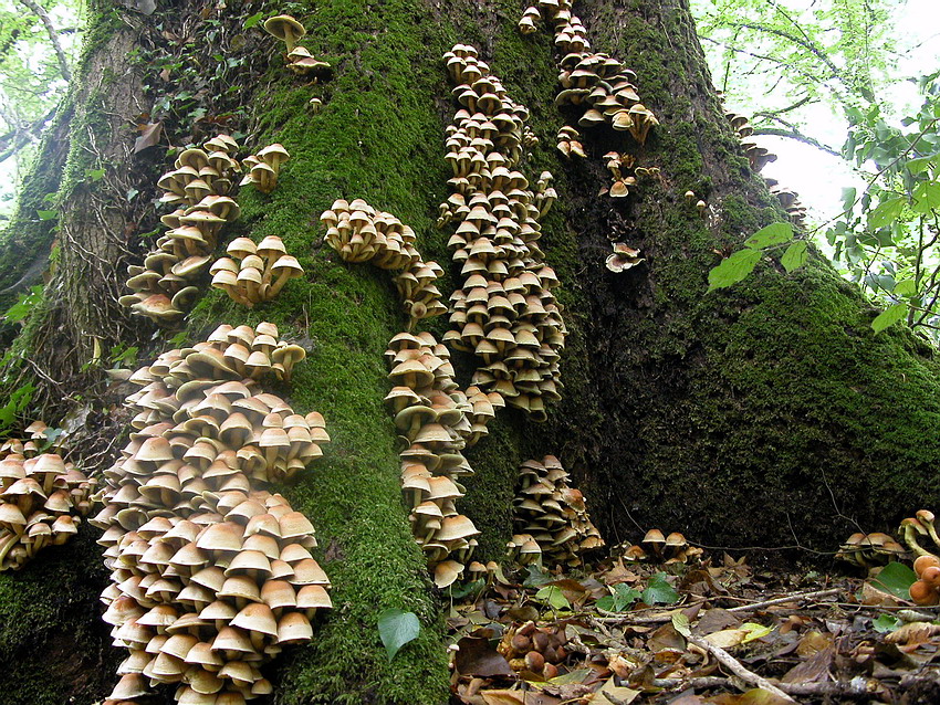 Hypholoma fasciculare. Tossico.