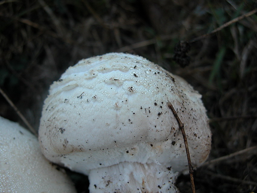 Qualche ritrovamento di Domenica 24/10/04