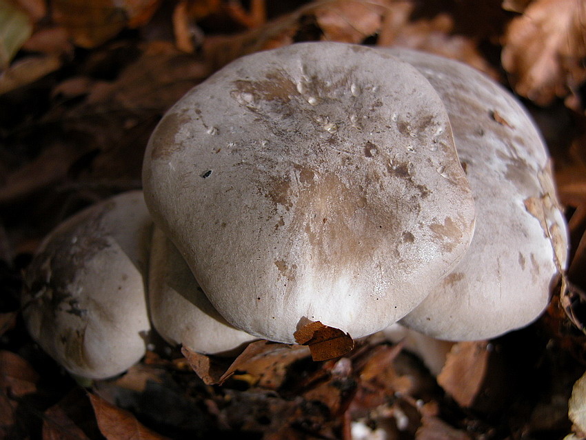 Qualche ritrovamento di Domenica 24/10/04