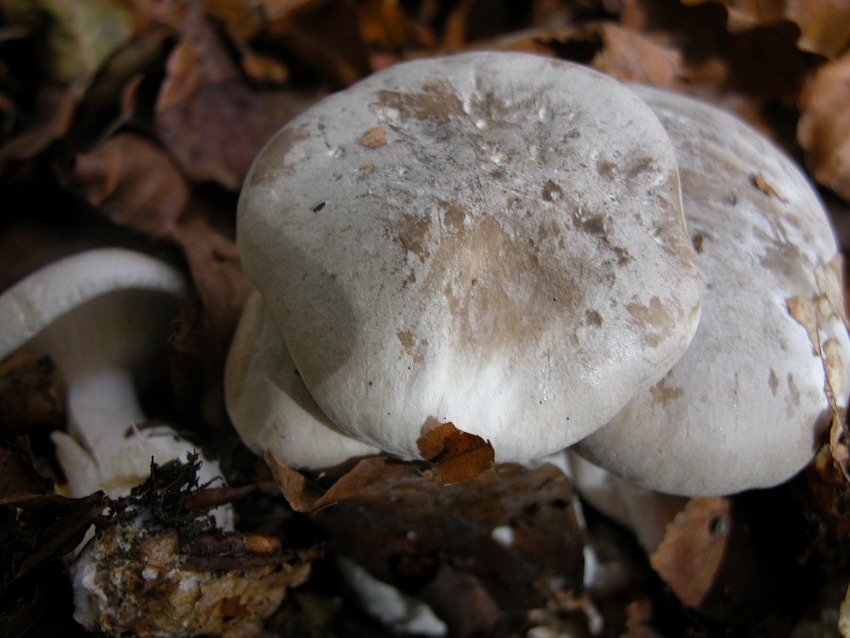 Qualche ritrovamento di Domenica 24/10/04