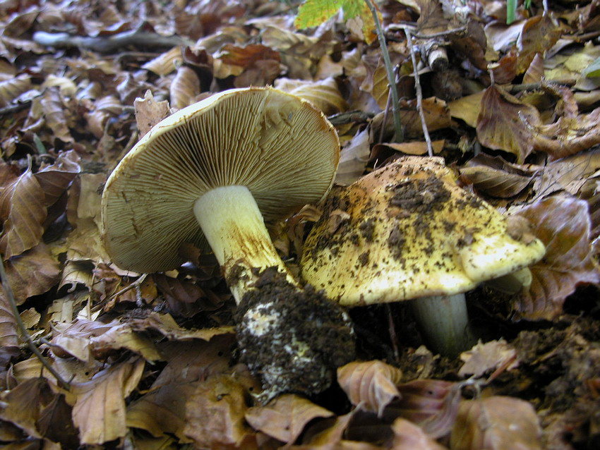 Qualche ritrovamento di Domenica 24/10/04