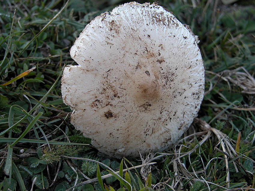 Macrolepiota excoriata .