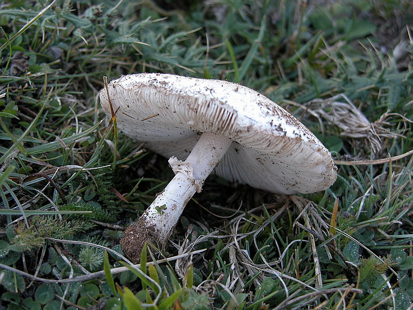 Macrolepiota excoriata .