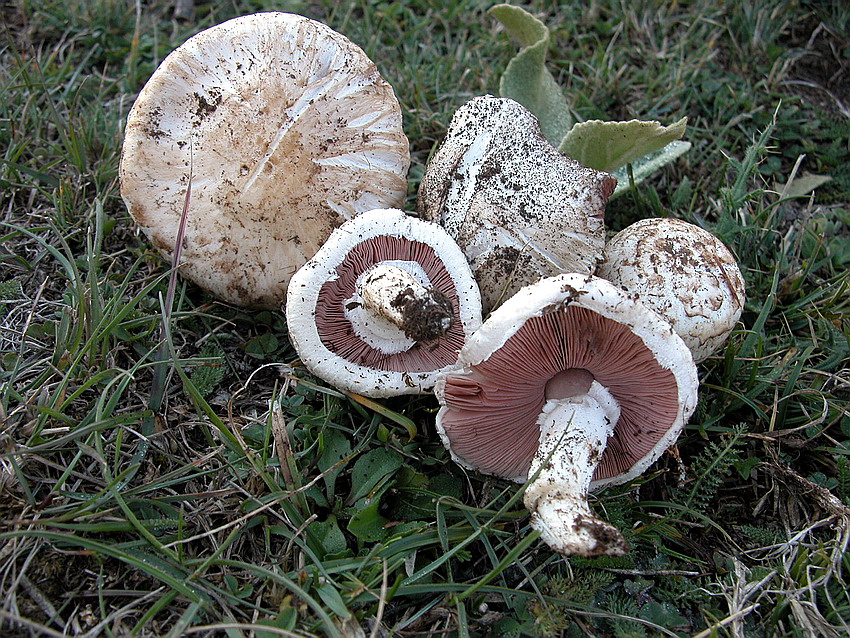 Agaricus camprestris s.l.