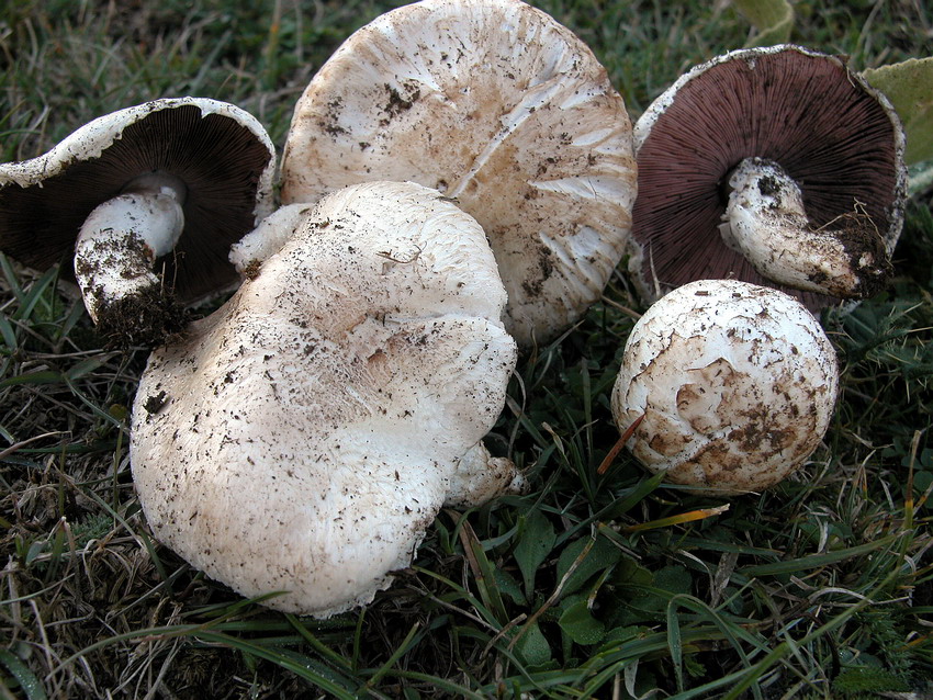 Agaricus camprestris s.l.