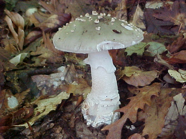 Allumiere 3 6 2004 (Amanita spissa/Phallus impudicus)