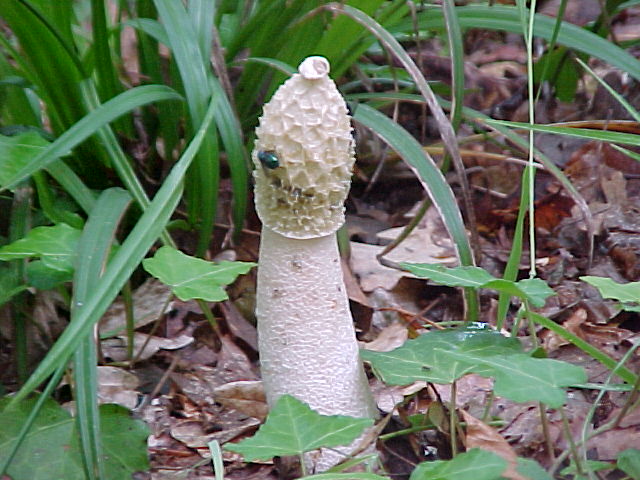 Allumiere 3 6 2004 (Amanita spissa/Phallus impudicus)