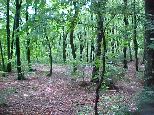 Bosco di Allumiere 3 6 2004