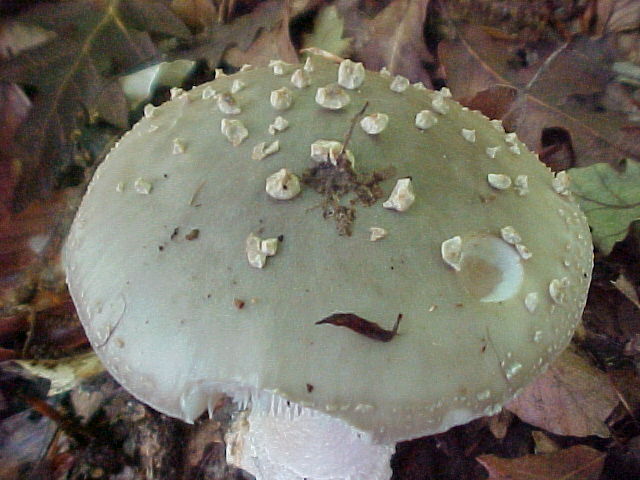 Allumiere 3 6 2004 (Amanita spissa/Phallus impudicus)