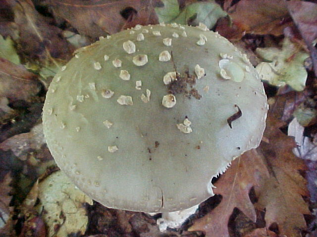 Allumiere 3 6 2004 (Amanita spissa/Phallus impudicus)