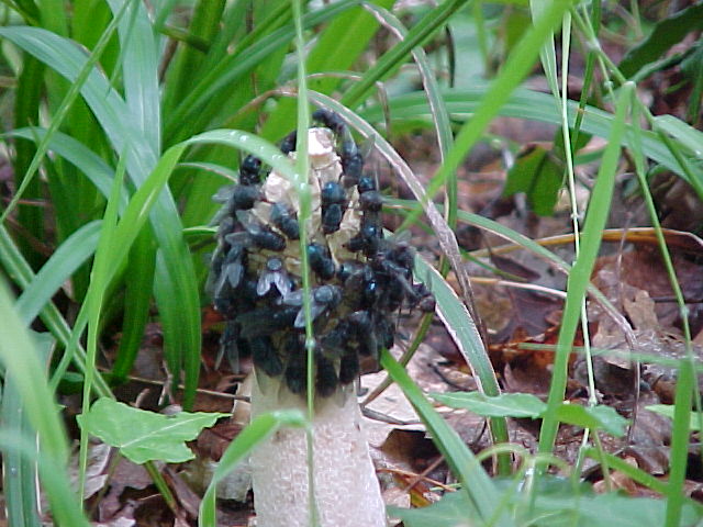 Allumiere 3 6 2004 (Amanita spissa/Phallus impudicus)