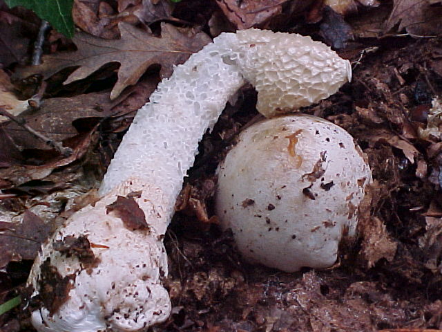 Allumiere 3 6 2004 (Amanita spissa/Phallus impudicus)