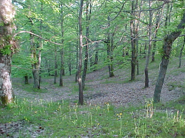 Il castagneto di Collegiove 5 6 2004