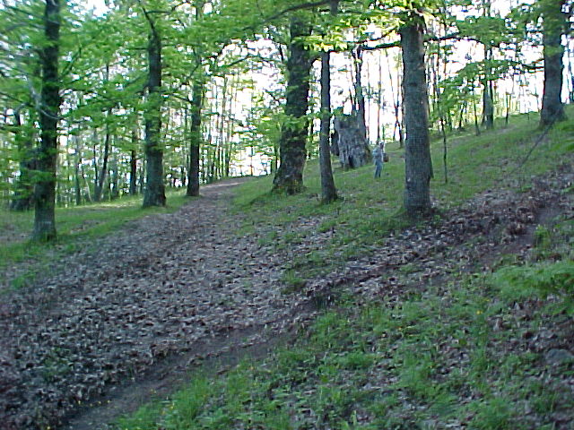 Il castagneto di Collegiove 5 6 2004