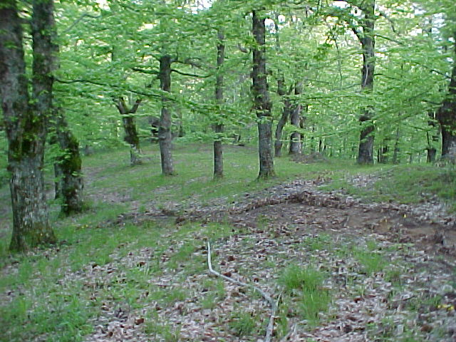 Il castagneto di Collegiove 5 6 2004