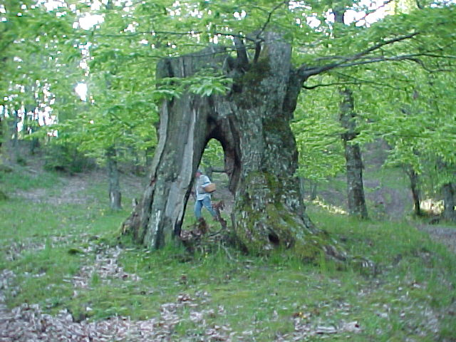 Il castagneto di Collegiove 5 6 2004