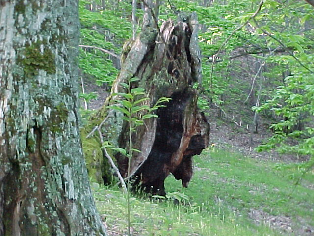 Il castagneto di Collegiove 5 6 2004