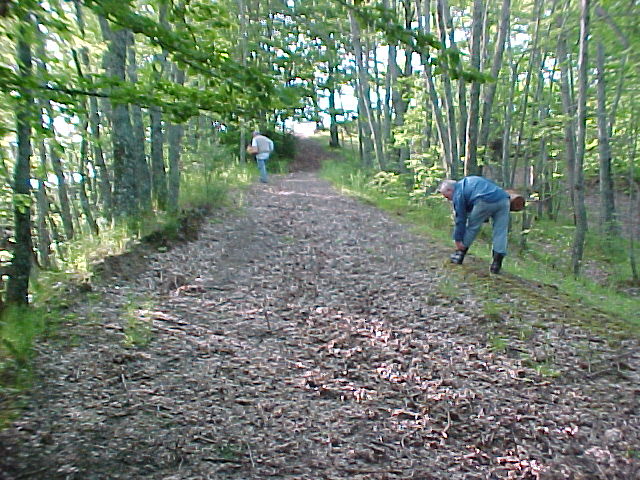 Il castagneto di Collegiove 5 6 2004