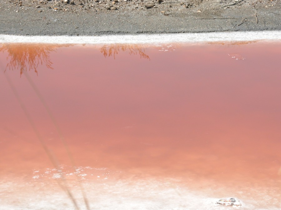 Margherita di Savoia