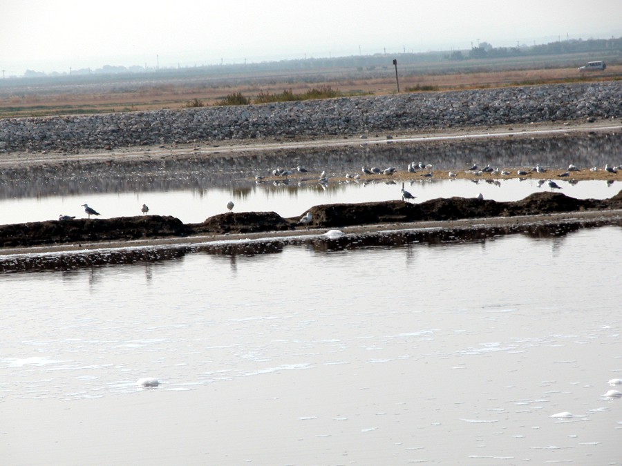 Margherita di Savoia