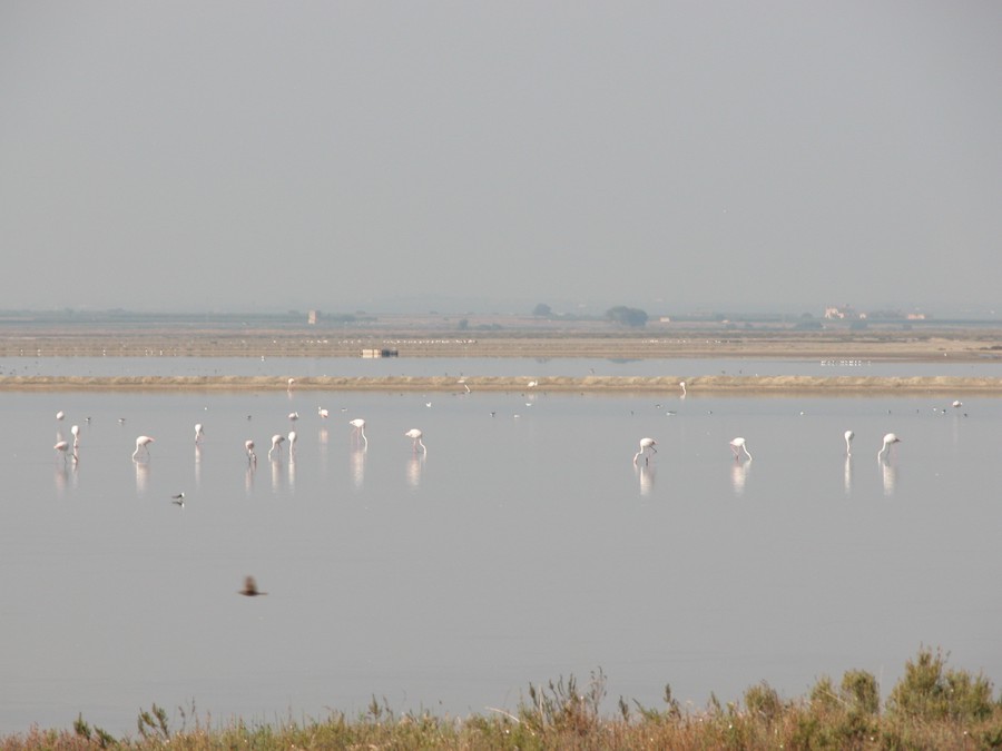 Margherita di Savoia